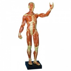 Erler-Zimmer Anatomical Muscle Model (1:3 Scale)